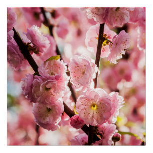 Blühende Erde - rosa Paradise Poster