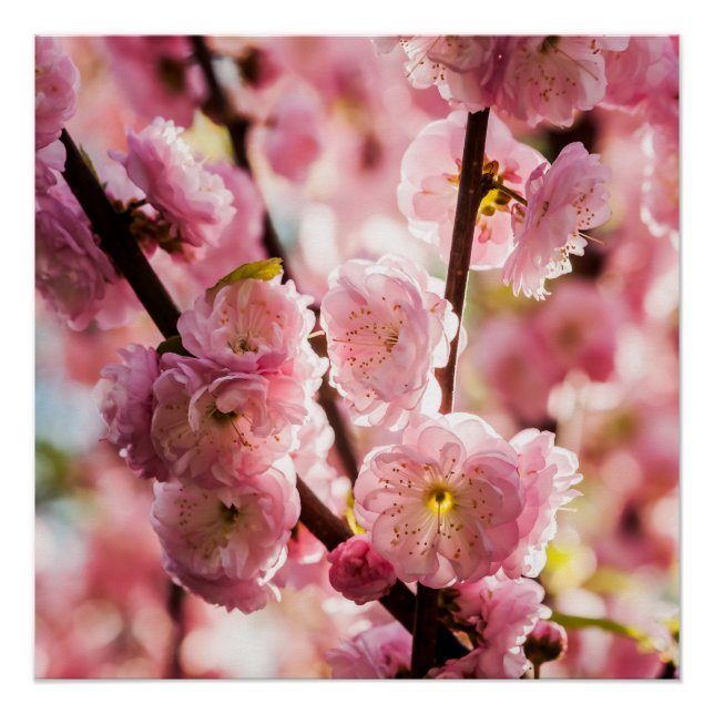 Blühende Erde - rosa Paradise Poster (Vorderseite)