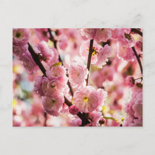 Blühende Erde - rosa Paradise Postkarte