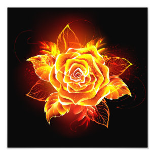 Blühende Feuerrose Fotodruck