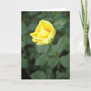 Blühende gelbe Rose Karte