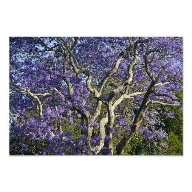 Blühende Jacaranda-Bäume im neuen Bauernpark, Fotodruck (Vorne)