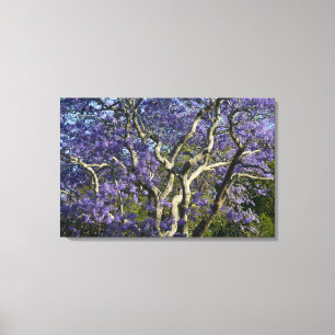 Blühende Jacaranda-Bäume im neuen Bauernpark, Leinwanddruck