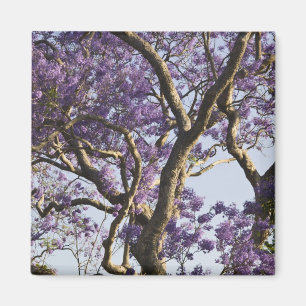 Blühende Jacaranda-Bäume im neuen Bauernpark, Magnet