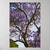 Blühende Jacaranda-Bäume im neuen Bauernpark,