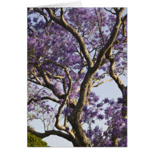 Blühende Jacaranda-Bäume im New Farm Park,
