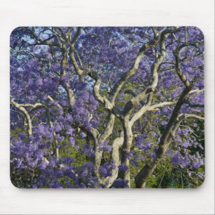 Blühende Jacaranda-Bäume im New Farm Park, 2 Mousepad