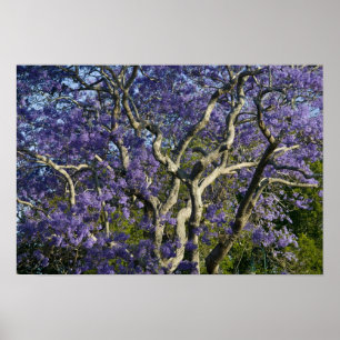Blühende Jacaranda-Bäume im New Farm Park, 2 Poster