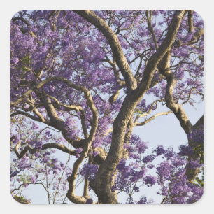 Blühende Jacaranda-Bäume im New Farm Park, Quadratischer Aufkleber