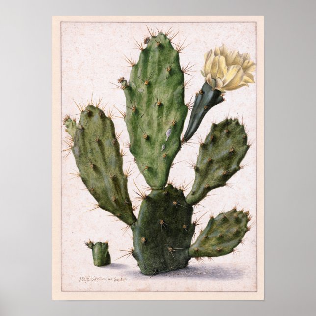 blühende Kakteen 🌵 Poster (Vorne)