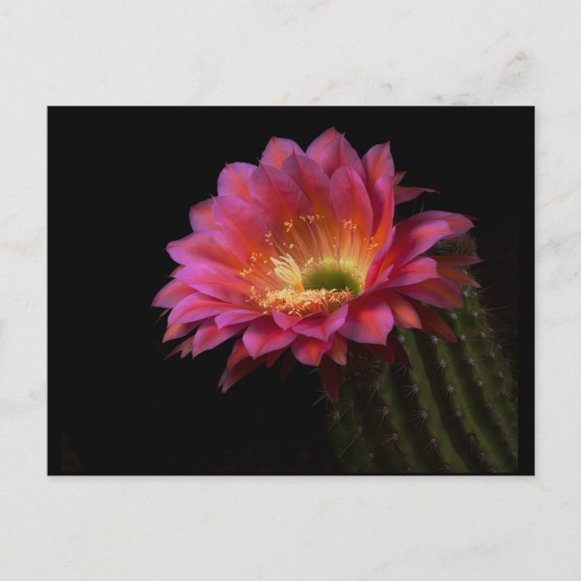 Blühende Kaktus-Freude Postkarte (Vorderseite)