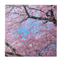 Blühende Kirschblüten Fliese