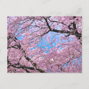 Blühende Kirschblüten Postkarte