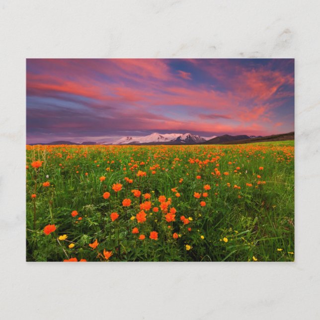 Blühende Kugel-Blume Postkarte (Vorderseite)