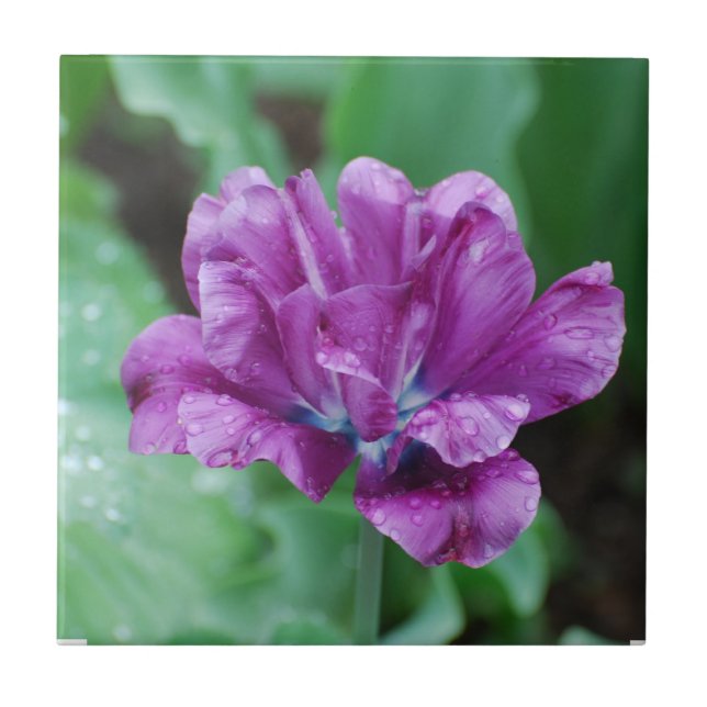 Blühende lila Papageien-Tulpe Fliese (Vorderseite)