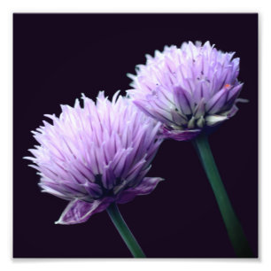 Blühende Lila Scallion Allium Nah bis 8x8 Fotodruck