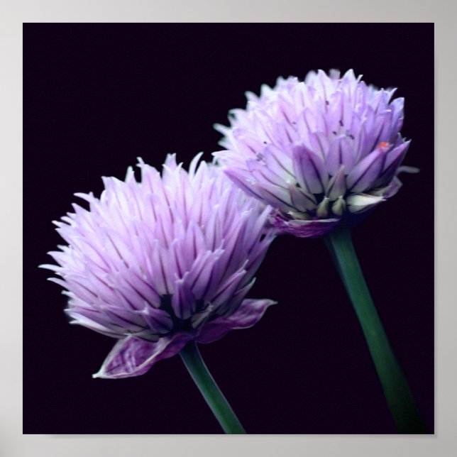 Blühende Lila Scallion Allium Nah Up Poster (Vorne)