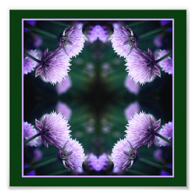Blühende Lila Scallionzwiebel Abstrakt 8x8 Fotodruck (Vorne)
