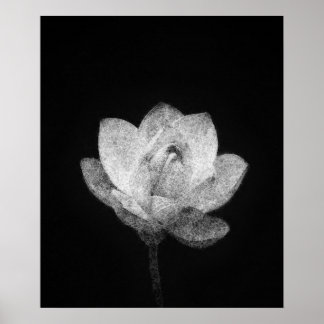 blühende Lotus-Blume Poster