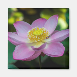 Blühende Lotusblume, Indonesien Magnet
