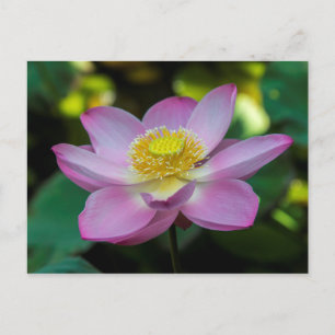 Blühende Lotusblume, Indonesien Postkarte
