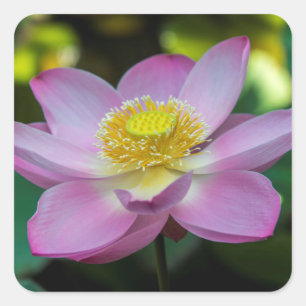Blühende Lotusblume, Indonesien Quadratischer Aufkleber