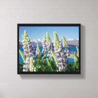 Blühende Lupine Neuseeland Landschaft