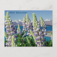 Blühende Lupine Neuseeland Landschaft