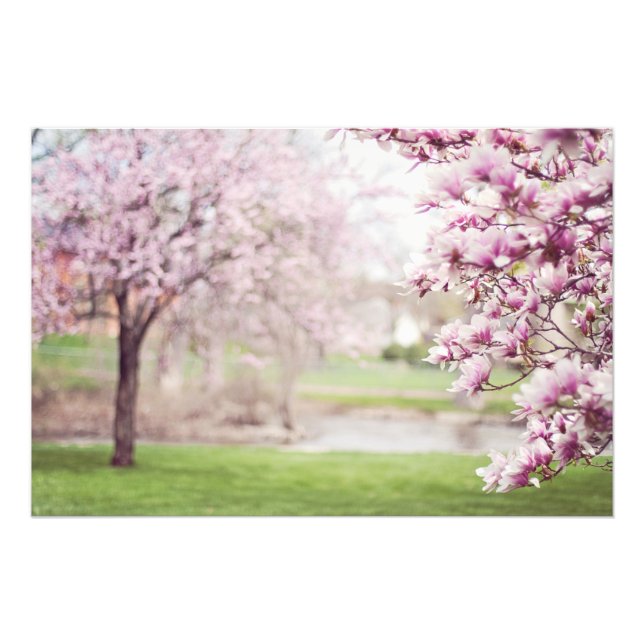 Blühende Magnolienbaume Fotodruck (Vorne)
