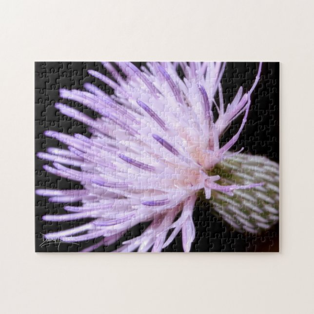 Blühende Nuttall-Distel (Horizontal)