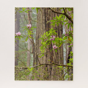 Blühende Rhododendren Redwoods State Park, CA