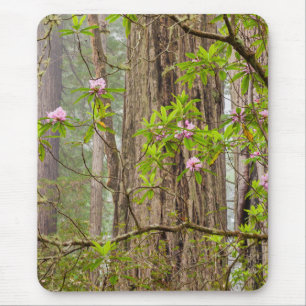 Blühende Rhododendren   Redwoods State Park, CA Mousepad