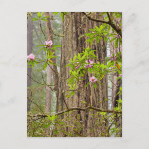 Blühende Rhododendren Redwoods State Park, CA Postkarte