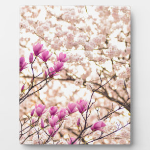 Blühende rosa Lila Magnolias-Frühlingsszene Blume Fotoplatte