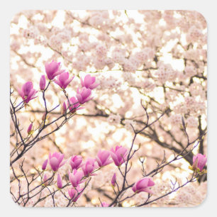 Blühende rosa Lila Magnolias-Frühlingsszene Blume Quadratischer Aufkleber