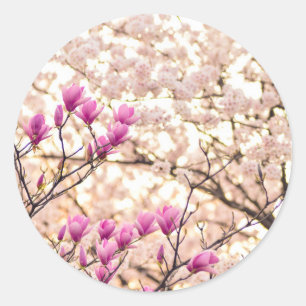 Blühende rosa Lila Magnolias-Frühlingsszene Blume Runder Aufkleber