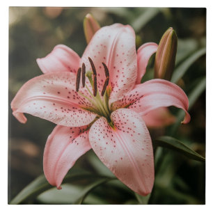 Blühende rosa Lilie Fliese