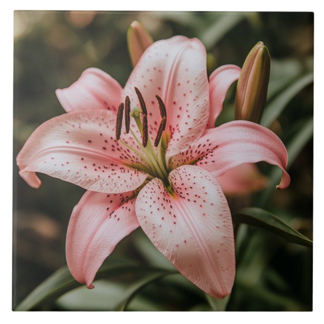Blühende rosa Lilie Fliese (Vorderseite)