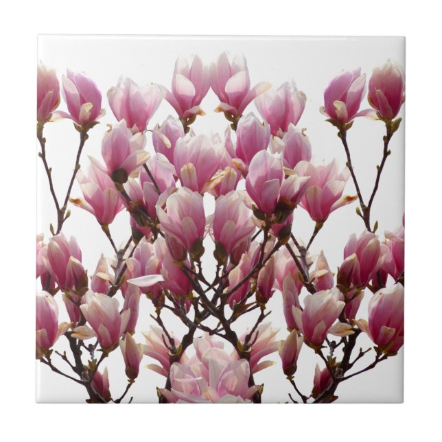 Blühende rosa Magnolias-Frühlingsstimmung in der B Fliese (Vorderseite)