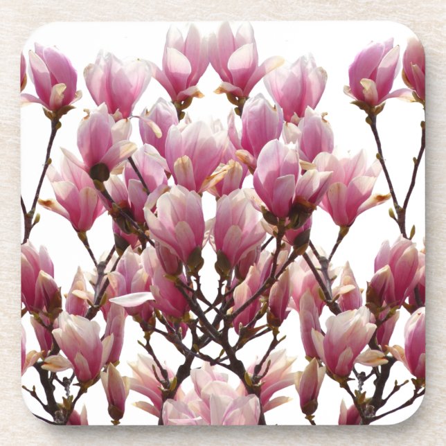 Blühende rosa Magnolias-Frühlingsstimmung in der B Getränkeuntersetzer (Vorderseite)