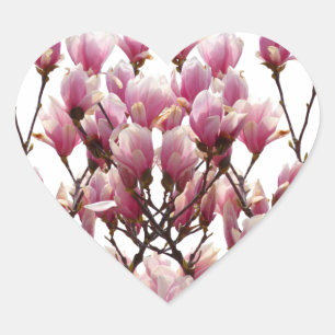 Blühende rosa Magnolias-Frühlingsstimmung in der B Herz-Aufkleber
