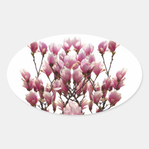 Blühende rosa Magnolias-Frühlingsstimmung in der B Ovaler Aufkleber
