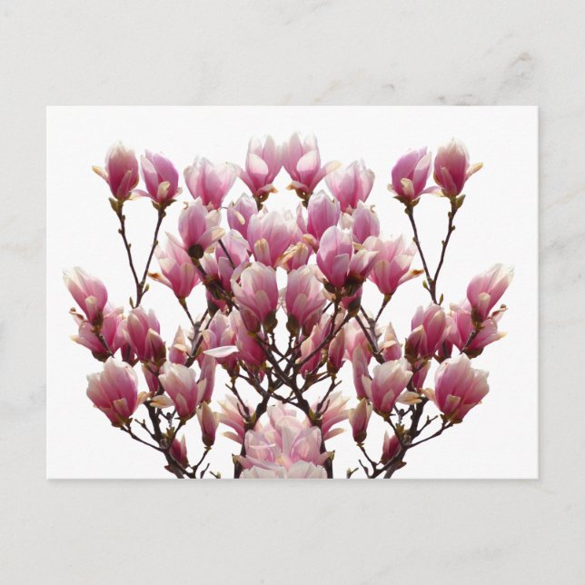 Blühende rosa Magnolias-Frühlingsstimmung in der B Postkarte (Vorderseite)
