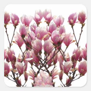 Blühende rosa Magnolias-Frühlingsstimmung in der B Quadratischer Aufkleber