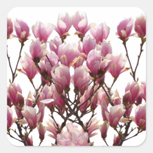 Blühende rosa Magnolias-Frühlingsstimmung in der B Quadratischer Aufkleber