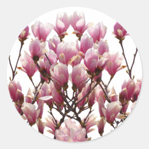 Blühende rosa Magnolias-Frühlingsstimmung in der B Runder Aufkleber