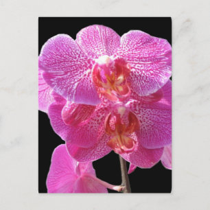 Blühende rosa Orchideen Postkarte