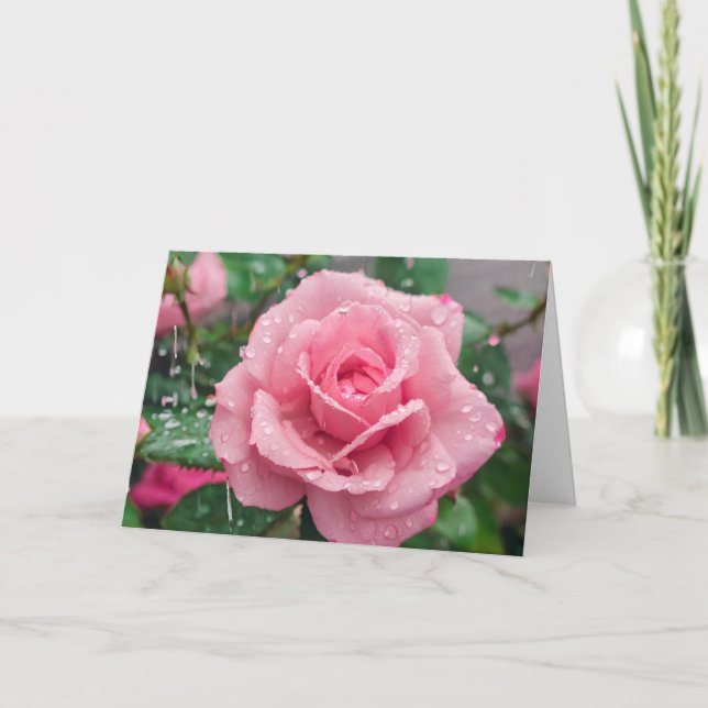 Blühende rosa Rose mit Regentropfen  Karte (Vorderseite)