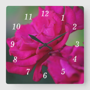 Blühende rosa Rosenhalterung Quadratische Wanduhr