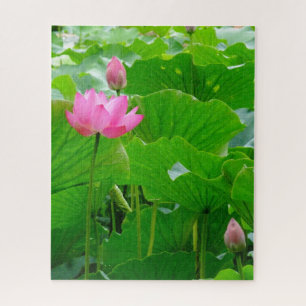 Blühende rosa Wasserlilie